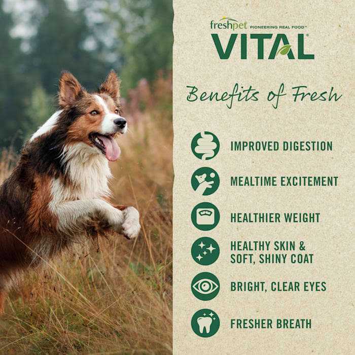 Grain-Free Beef & Bison Fresh Dog Food E419