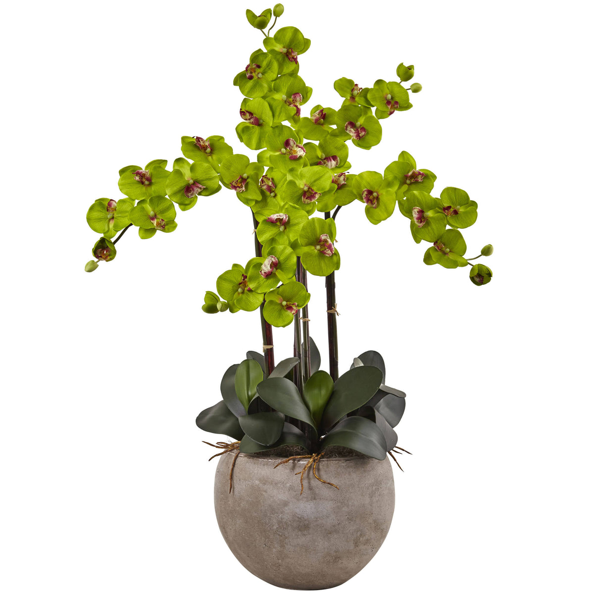 4.5 ft. Golden Cane Palm with Decorative Container U425094