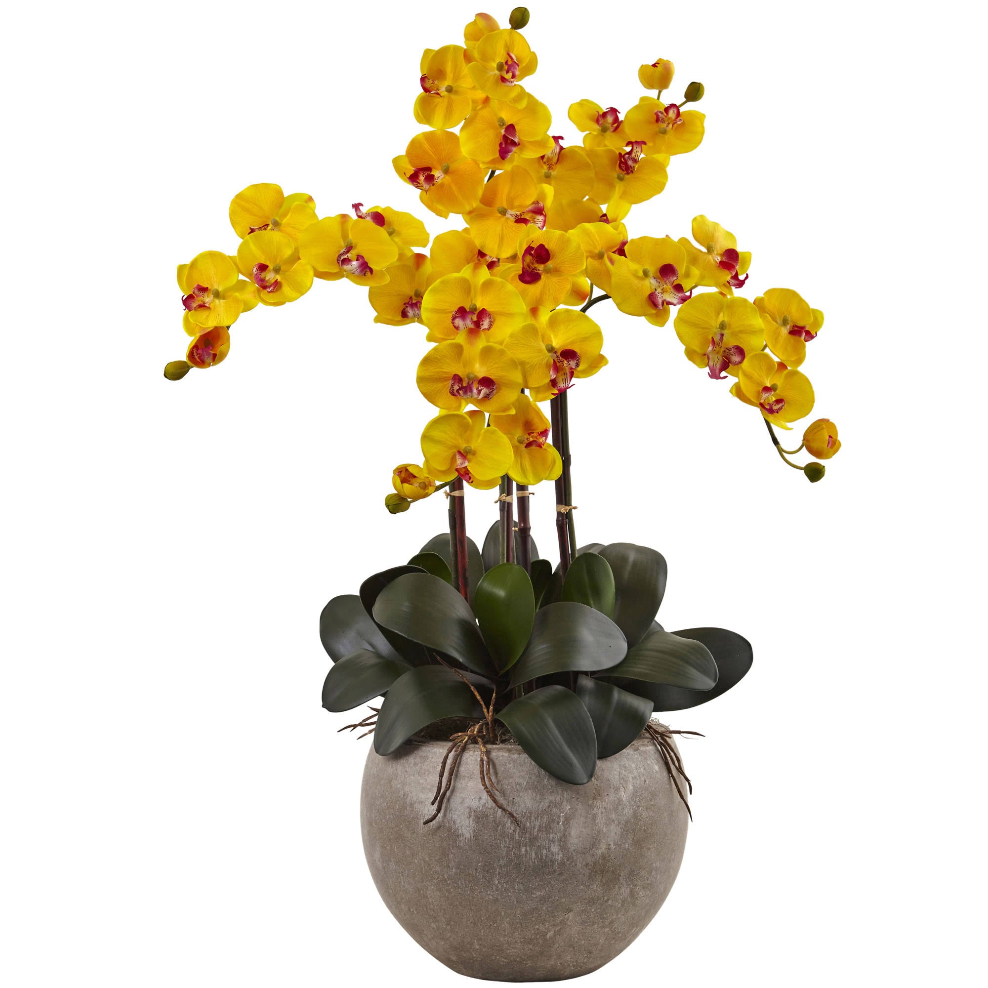 4.5 ft. Golden Cane Palm with Decorative Container U425094