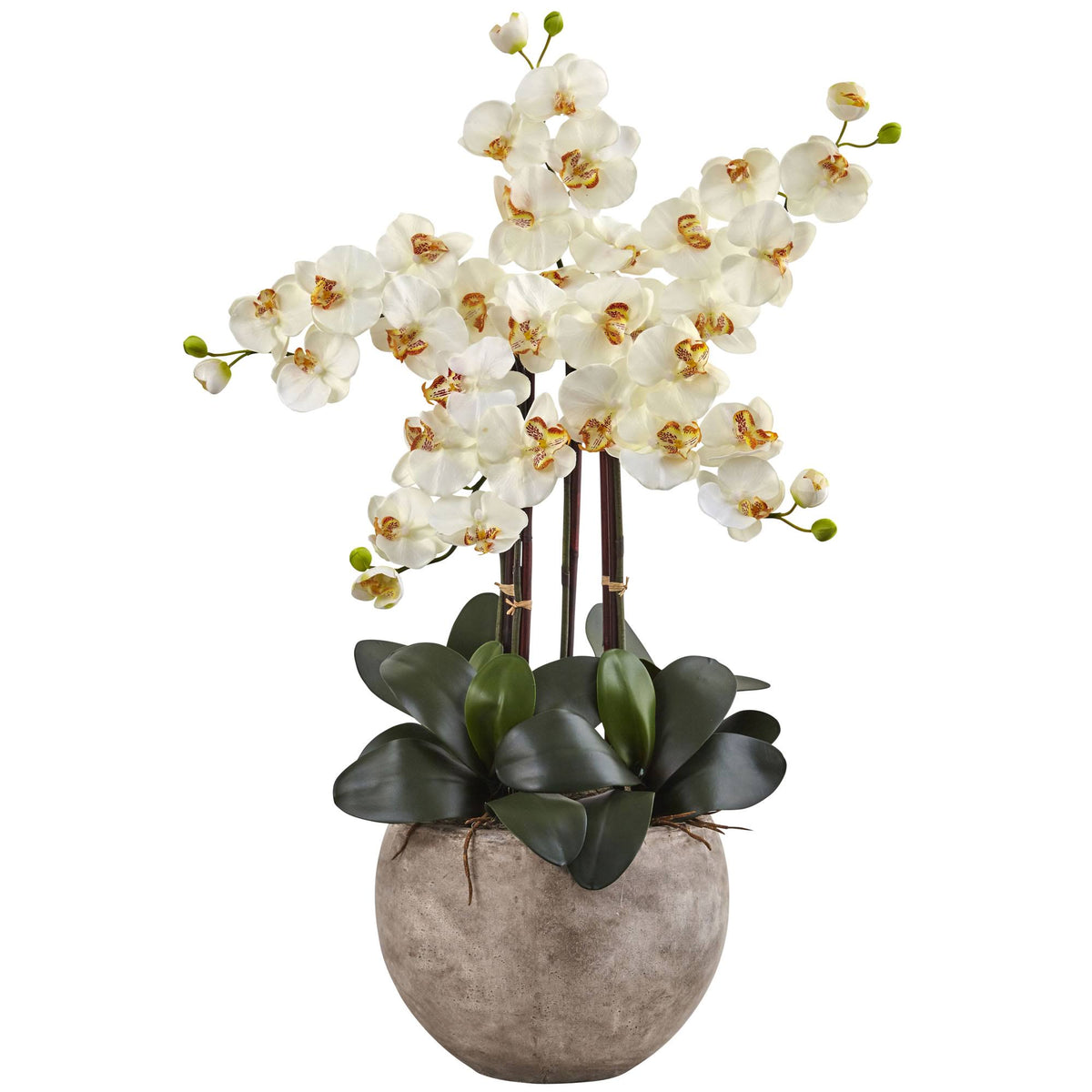 4.5 ft. Golden Cane Palm with Decorative Container U425094